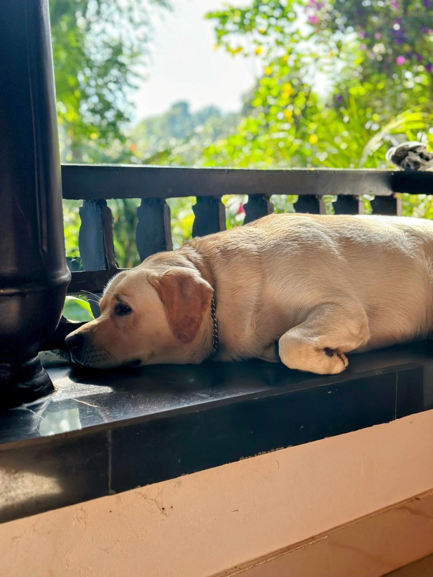 Thoppil Homestay Munnar Kültér fotó
