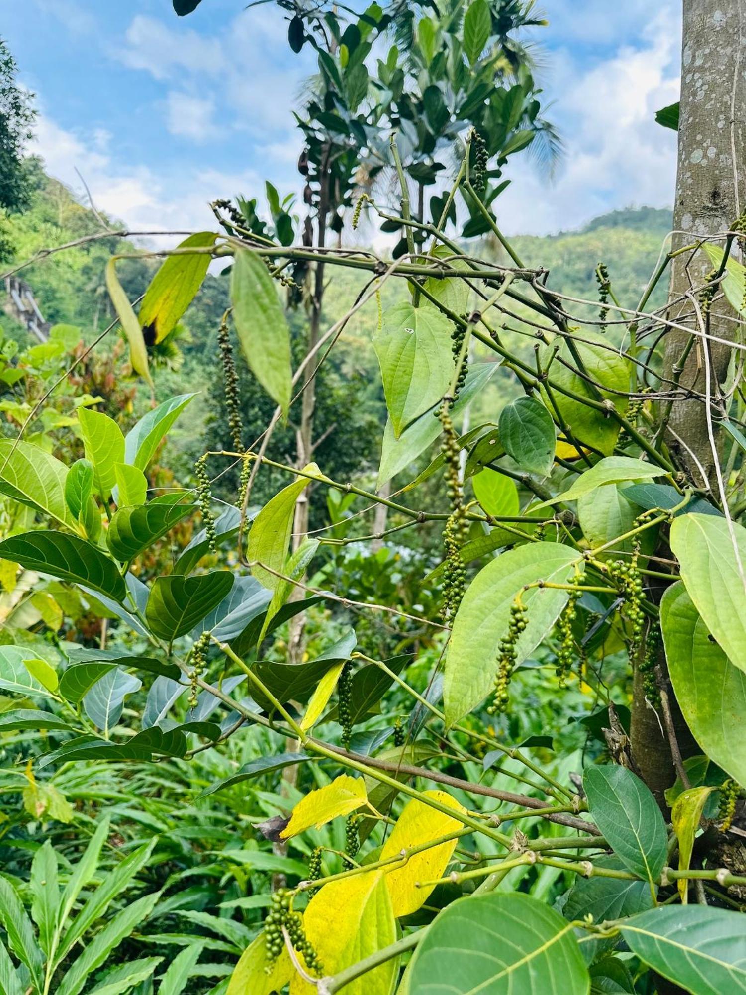 Thoppil Homestay Munnar Kültér fotó